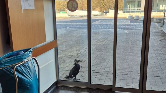 Kormoran Notaufnahme Bremen: Vogel klopft um Hilfe an