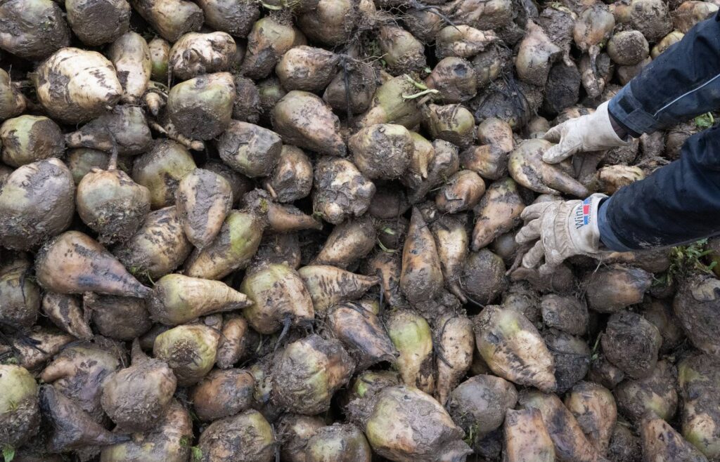 Schlechte Zuckerrübenernte bedroht Zuckerproduktion